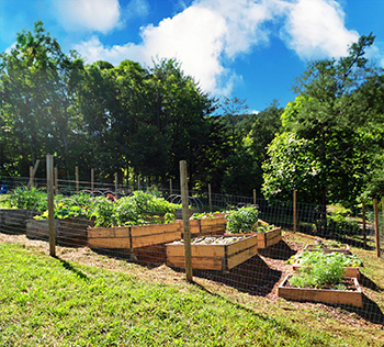 raised bed garden on a hillside overflowing with veggies