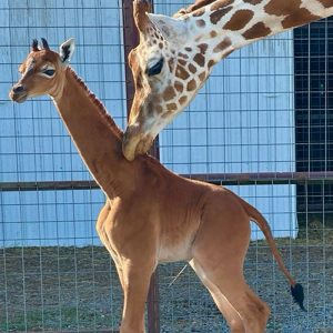 spotless baby giraffe is being licked by his mother at Brights Zoo in Limestone, TN