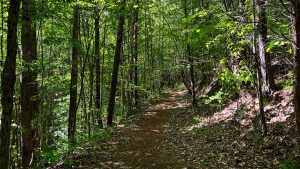 a leafy forest trail is surrounded by trees