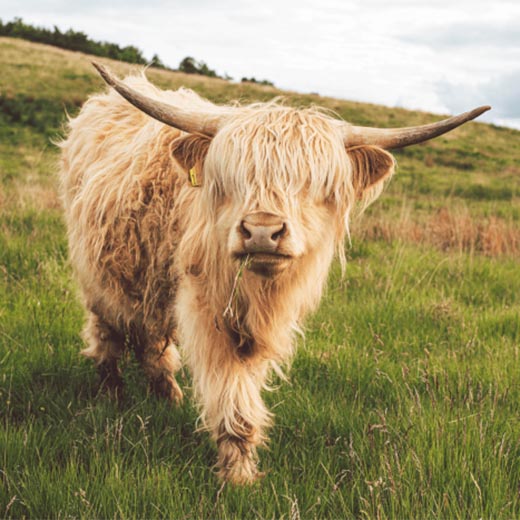 highland cow in the field