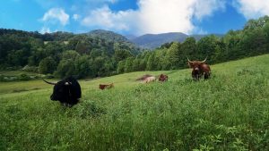 long horned shaggy highland cattle are grazing in the tall green grass of a rolling pasture