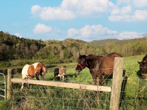 horses and a donkey grazing in the pasture