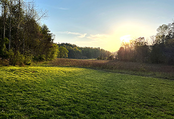 pasture covered in lush grass at sunset