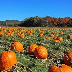 pumpkin patch ready to be harvested