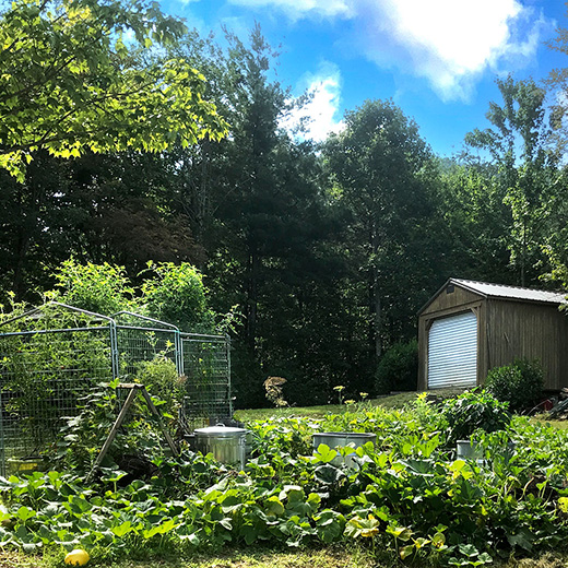lush garden growing in the yard