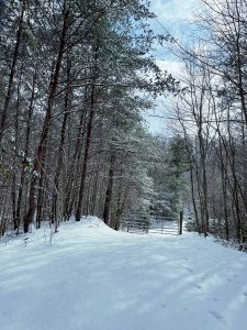 winter photo of forest in the snow leading to a gated entryway