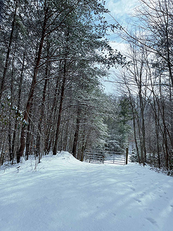 winter photo of forest in the snow leading to a gated entryway